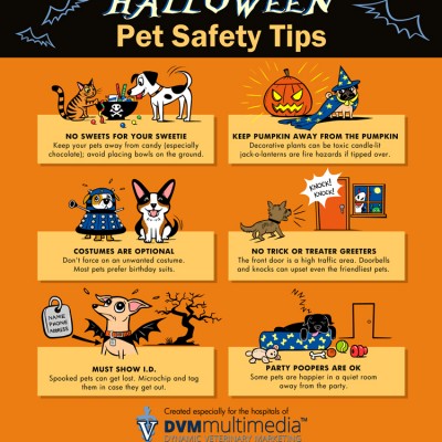 Halloween pet safety tips