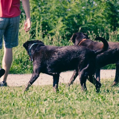 10 Ways to shake up your dog’s summer