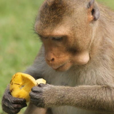 Monkeying around in Thailand