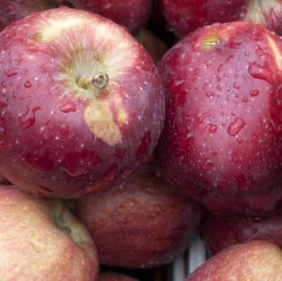 My 5 favorite apple orchards in RI