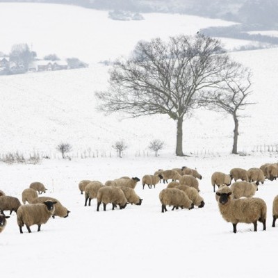 One sheep, two sheep, no sleep solution