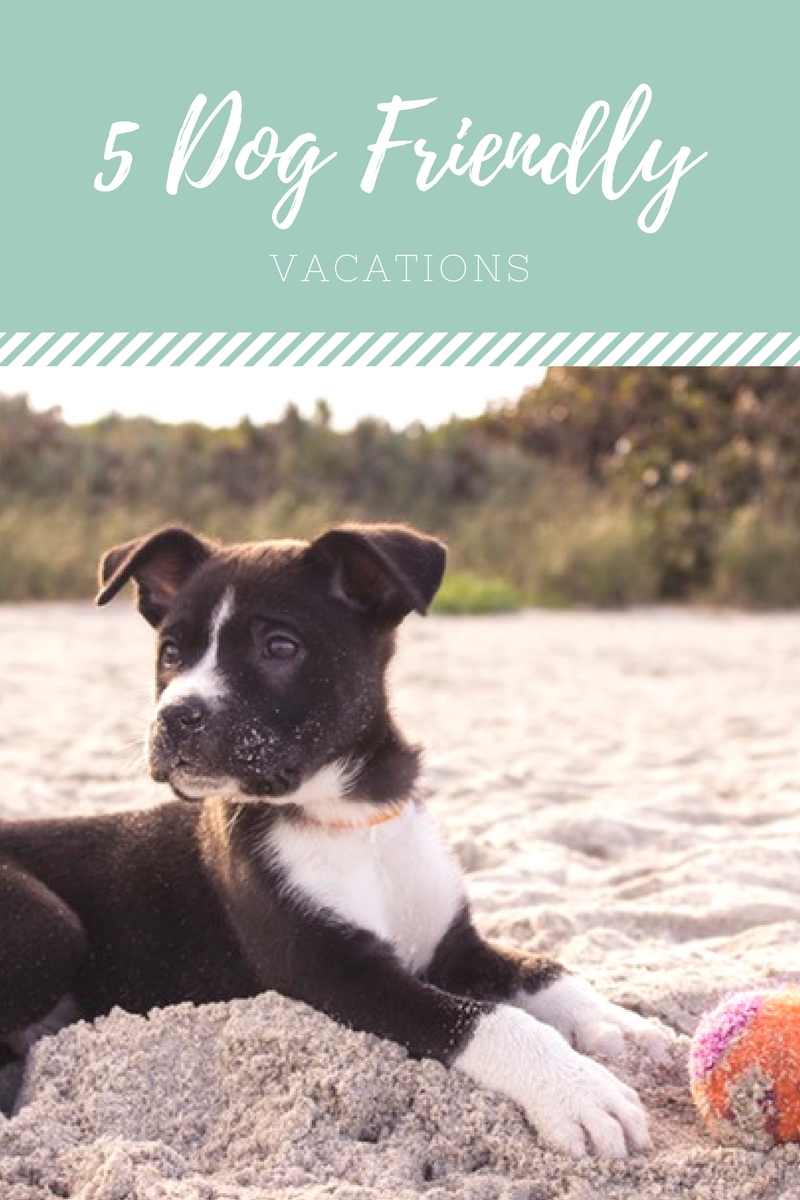 Just You and the Pooch—Five DogFriendly Vacations