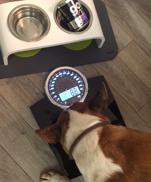 How much should your dog weigh? Champagne Living