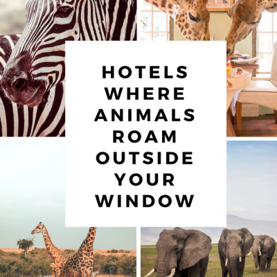 7 Hotels where animals roam right outside your window