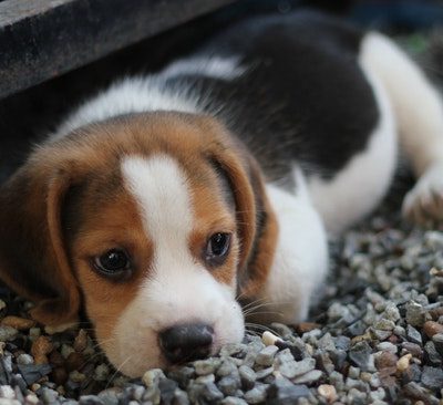 No More Puppy Leaks With These House-Training Top Tips