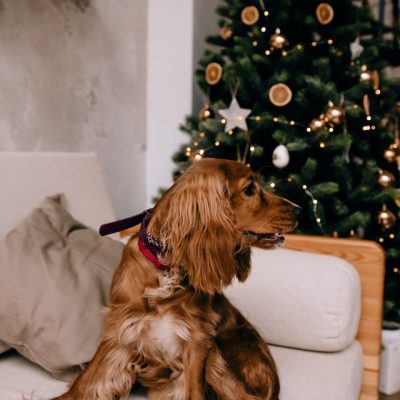 Five Tips To Keep Your Pet Safe At Christmas