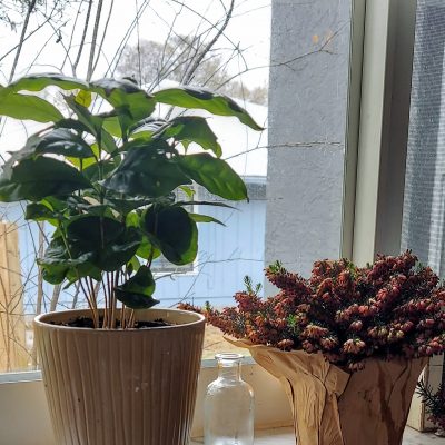 Creating a Home of House Plants