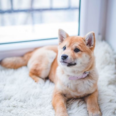 11 Ways to Relieve Your Dog’s Arthritis Pain at Home