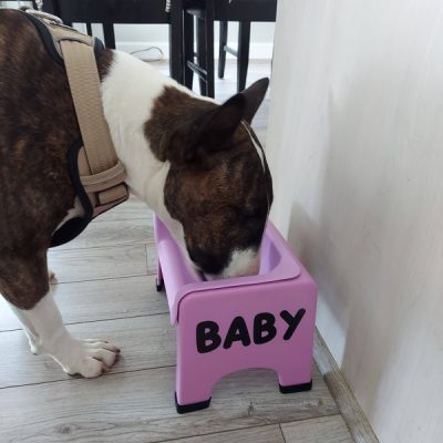 Baby the Bull Terrier’s Favorite Home Items this season