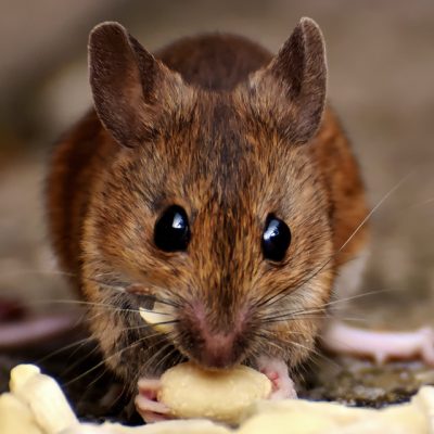 The Best Practices to Keep Rodents Away From Home