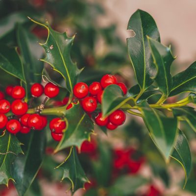 Decorating Your Garden For Christmas