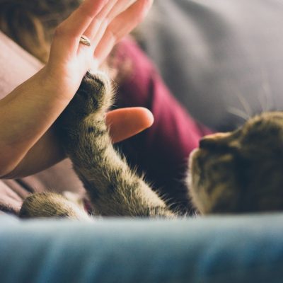 Three Tips to Keep Your Cat Healthy