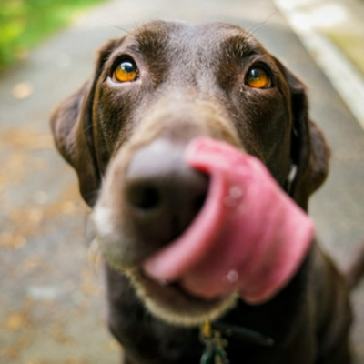 Tips for Creating a Healthy Diet for Your Dog