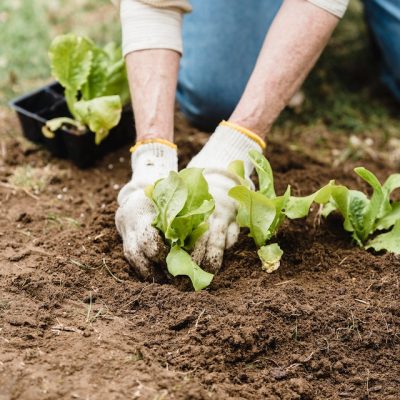 4 Tips On Companion Planting For Your Garden