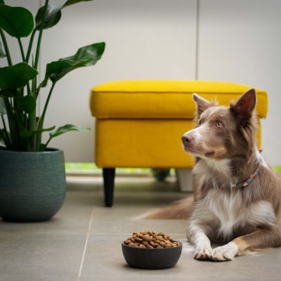 All You Need To Know About Keeping Your Dog Healthy