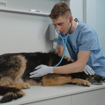 Helpful Resources for Veterinarians