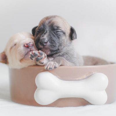 Key Things Every New Puppy Owner Must Know