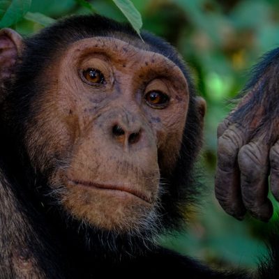 Chimpanzee Tracking For Families: A Kid-Friendly Adventure In Uganda