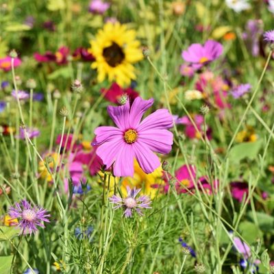 How to Keep Your Salt Lake City Garden Free of Pests