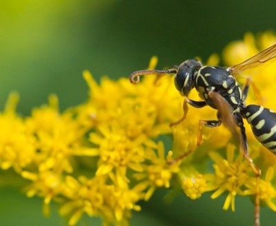 Wasp Removal Safety Tips: Essential Guidelines for a Hazard-Free Experienc