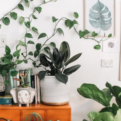 Easy Indoor Plants to Refresh Your Space and Mood